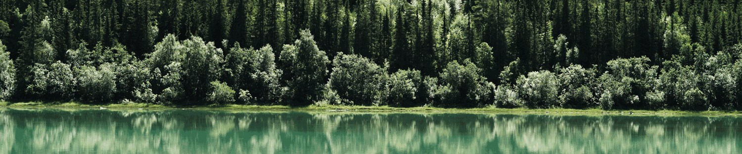 Skog som speiles i vann