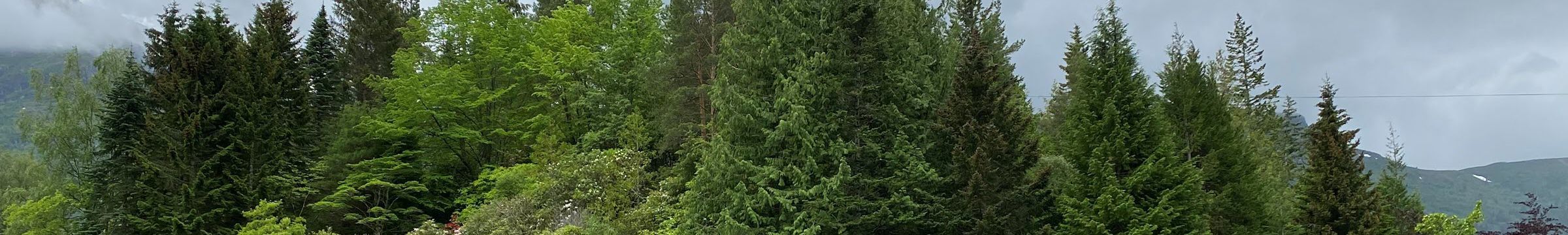 skog med ulike tresorter
