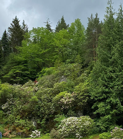 todalen skog